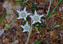 Gentiana douglasiana